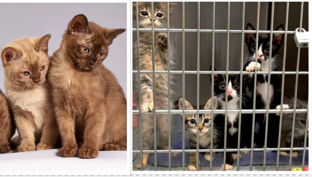 Breeder cats Vs Shelter cats