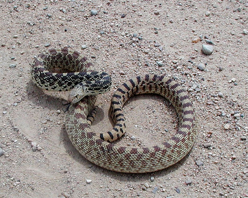 A Colorado rattlesnake