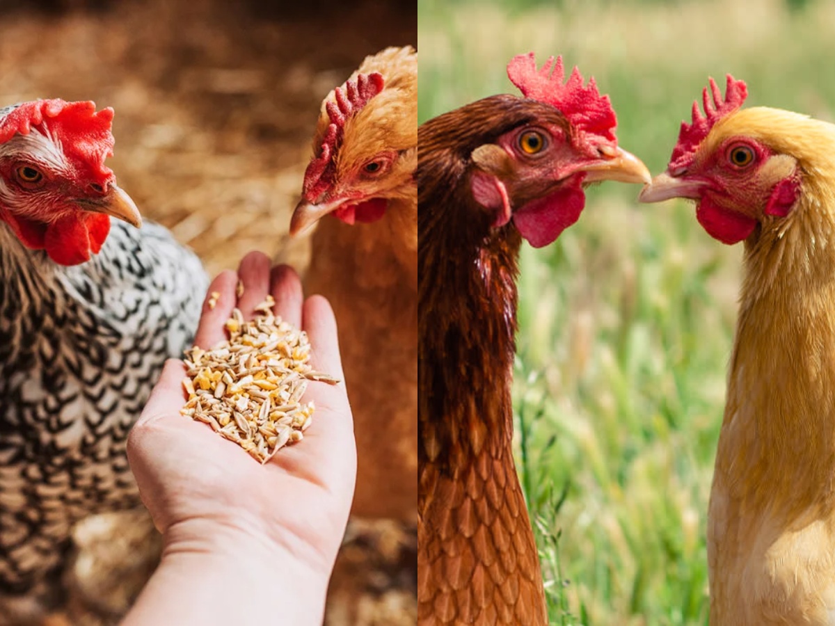 Backyard Chickens being fed