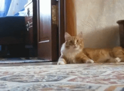 Cat gif