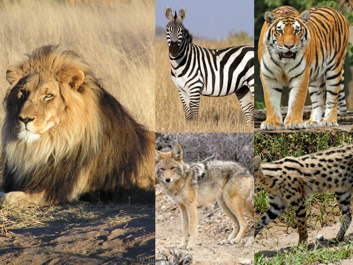 Florida Class 1, Class 2, and Class 3 Animals