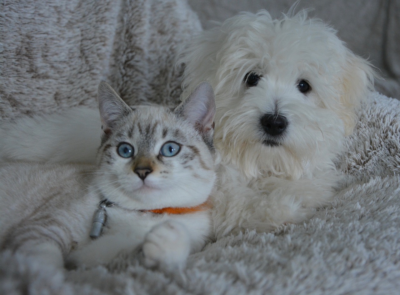 A cute cat and a cute dog