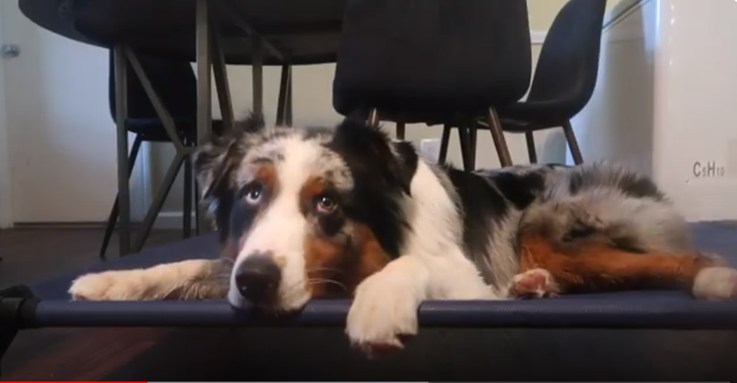 A calm Australian Shepherd