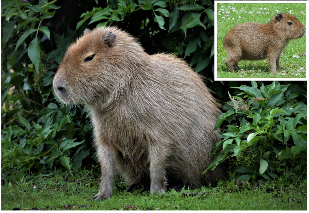 TWO Capybaras