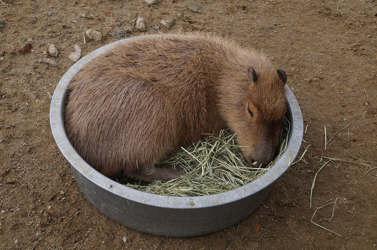 A pet Capybara sleeping