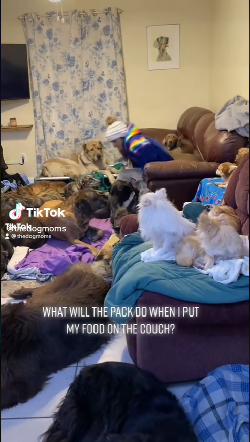 Virginia Couple's 30 Dogs