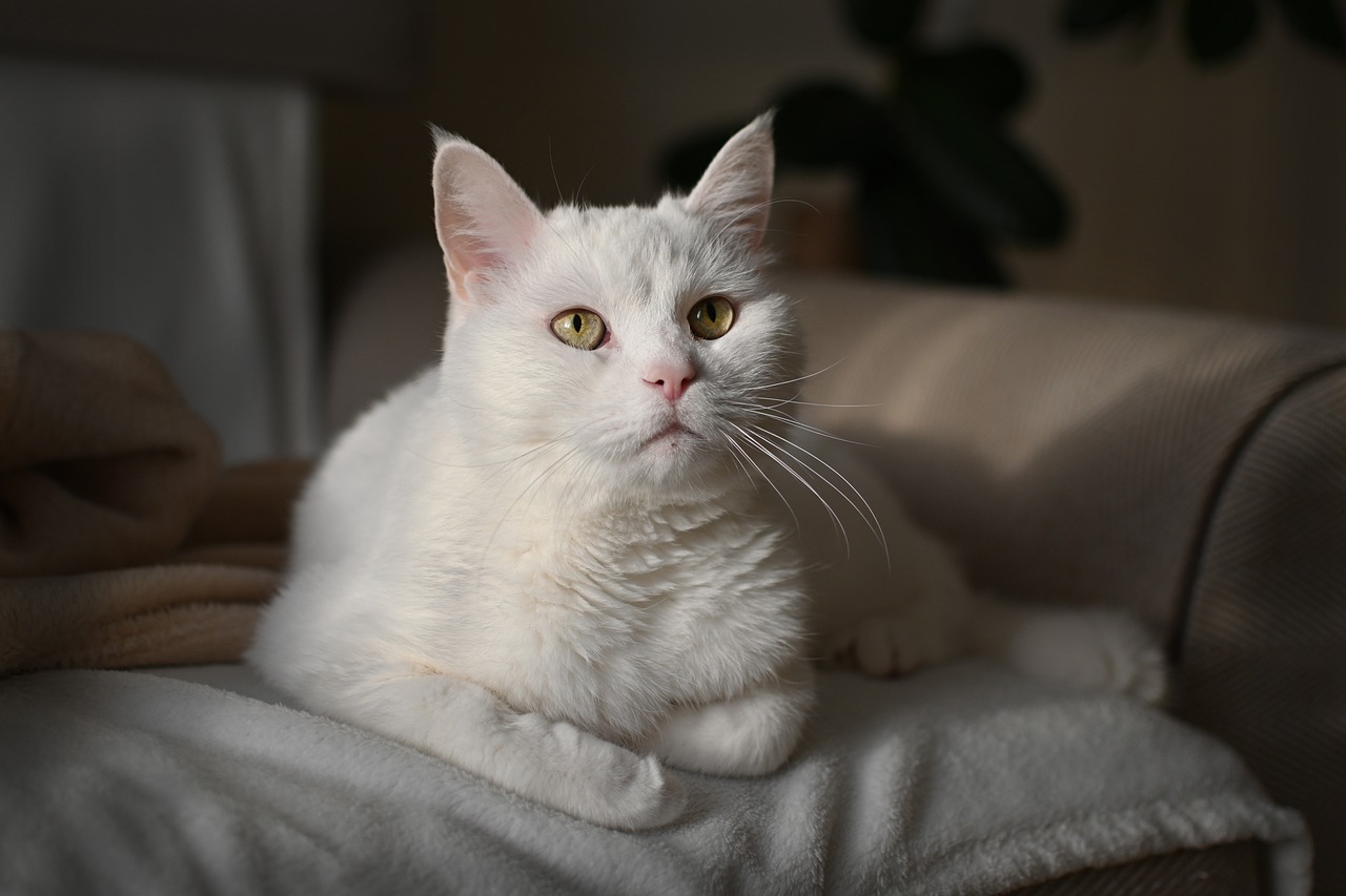 An all-white cat