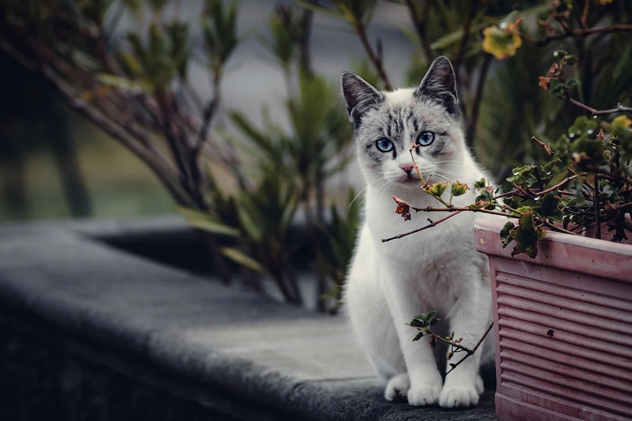 A cat sitting beside a flower pot