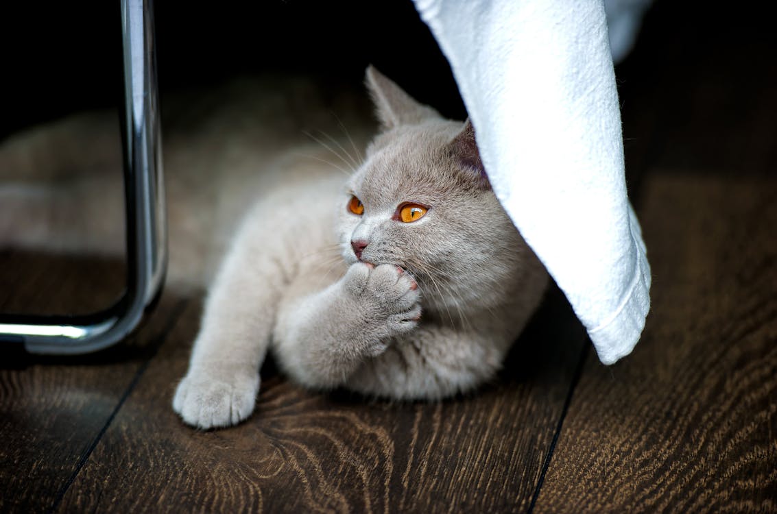 A British Shorthair Cat