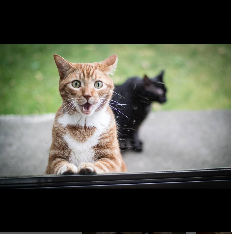 A cat using sign language