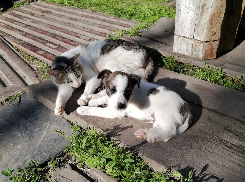 A cat and a dog relaxing in the backyard