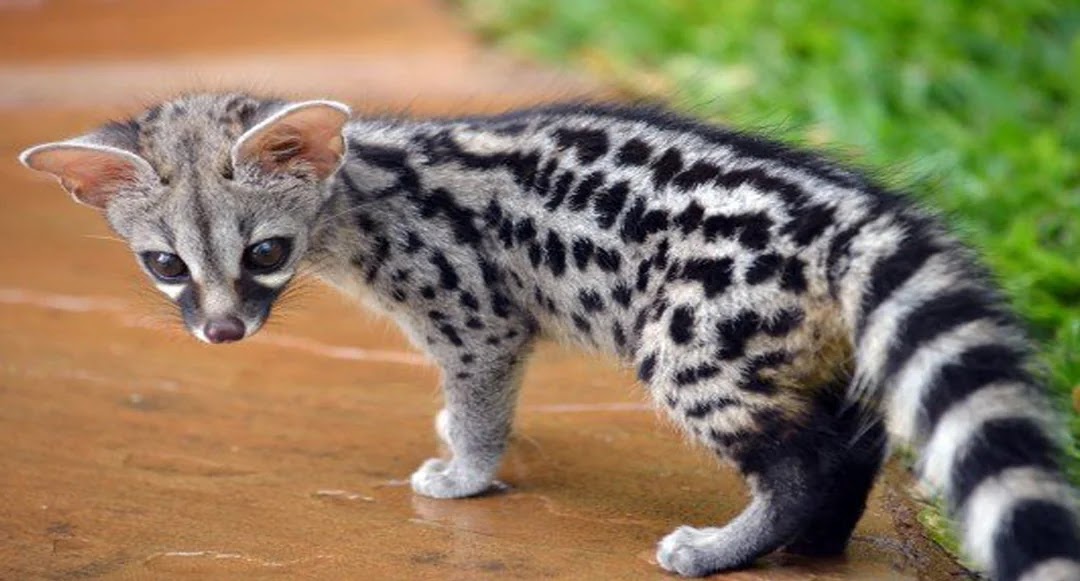 A baby Genet