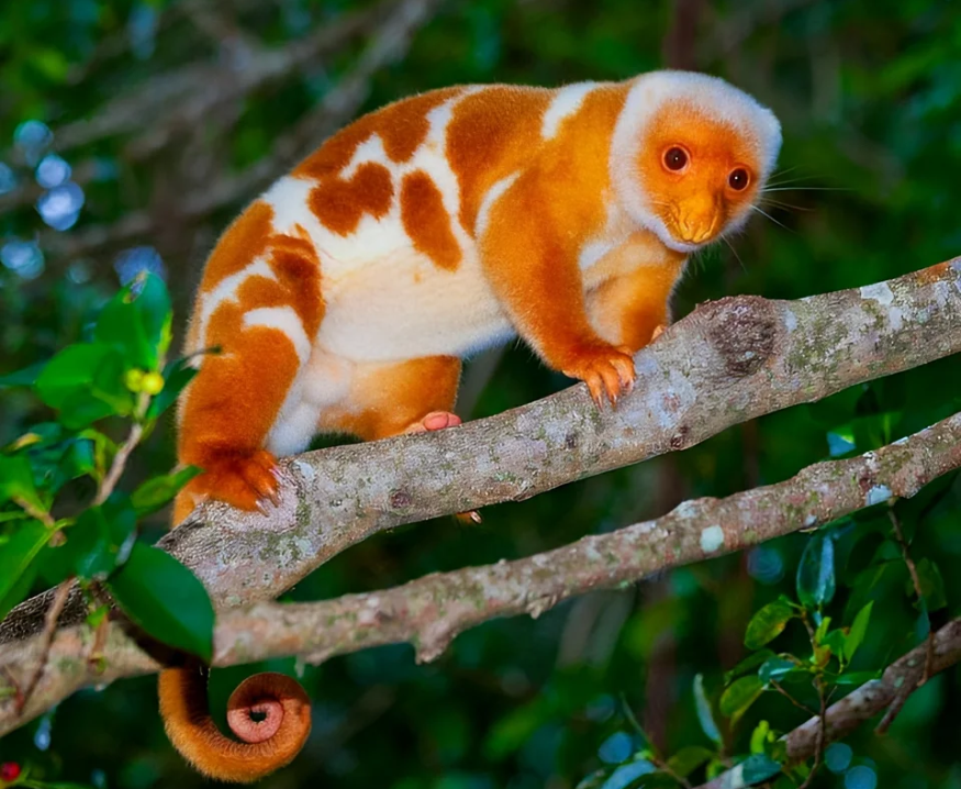 a cute Common Spotted cuscus on a tree branch