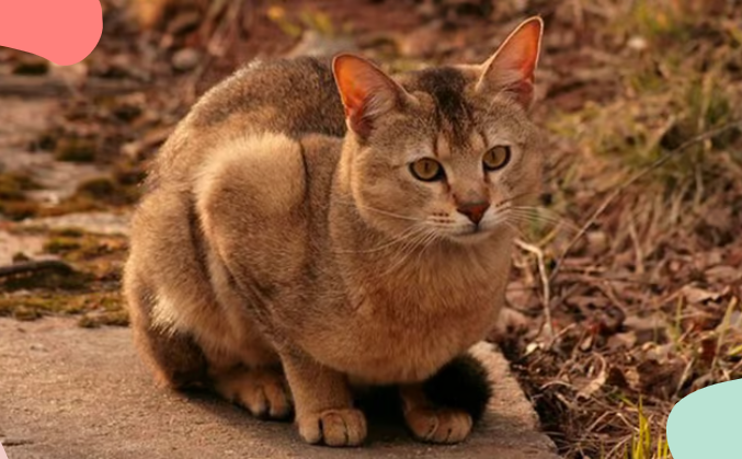 a Chausie Cat sitting