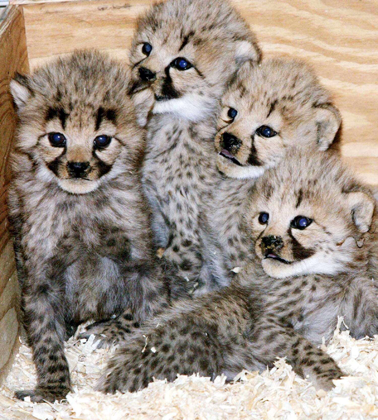 Four Cheetah Cubs