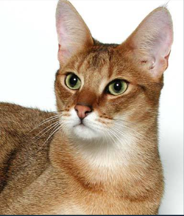 a Chausie Cat's face