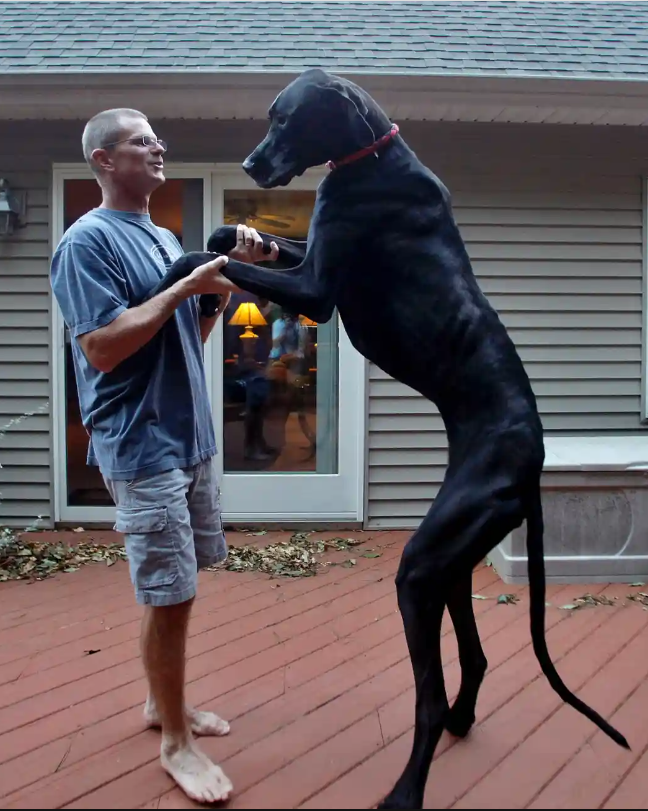 Zeus: The tallest dog ever in the US