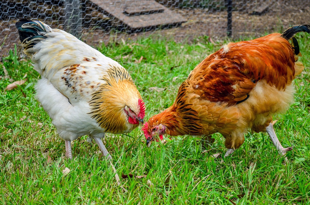 Two hens in a fenced-in yard