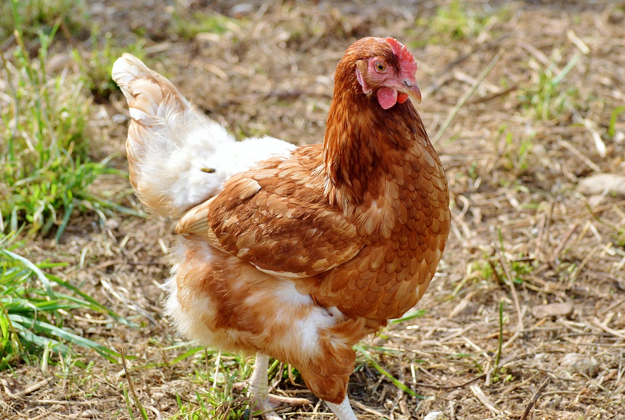 A red and white chicken hen