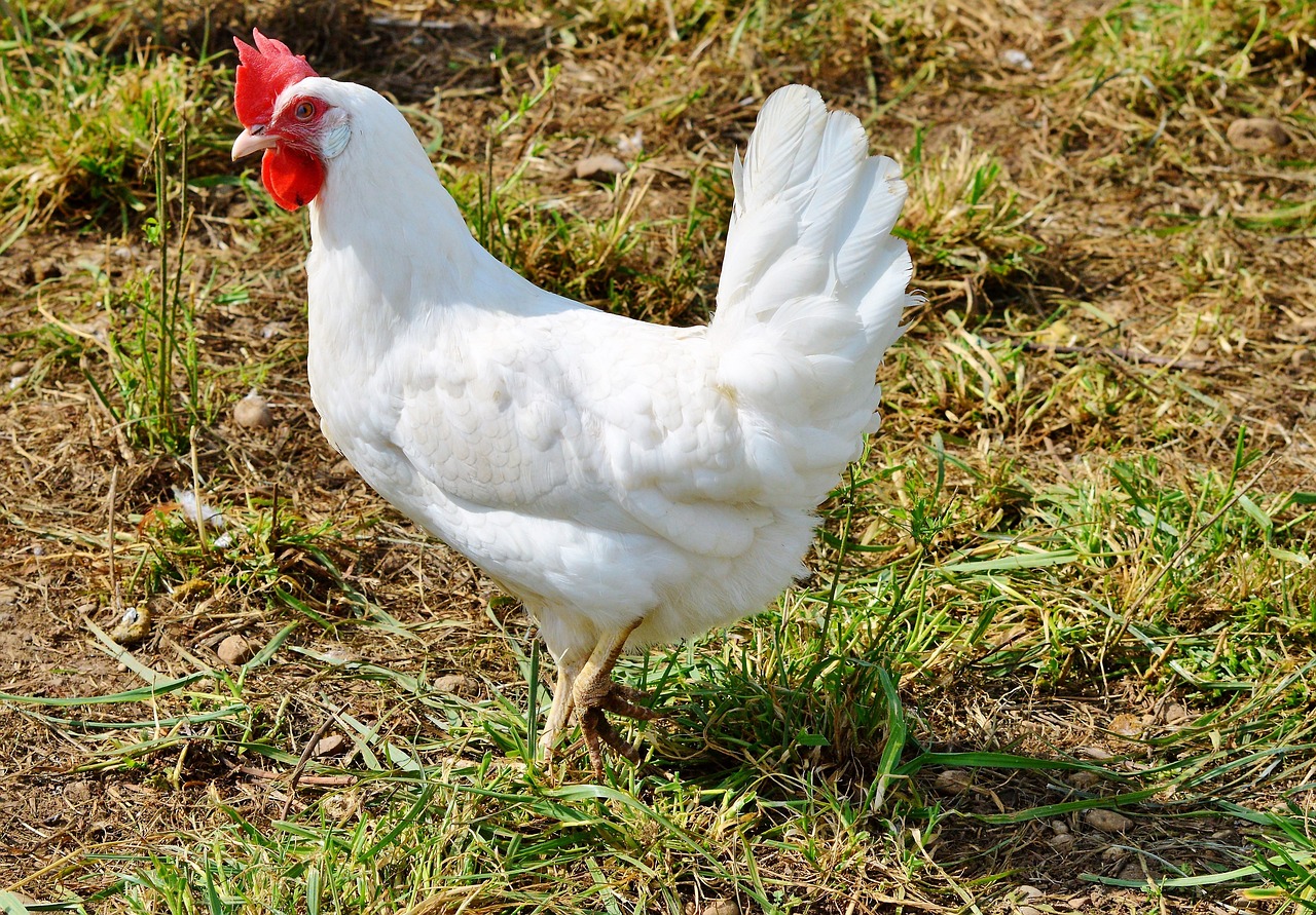 A white chicken