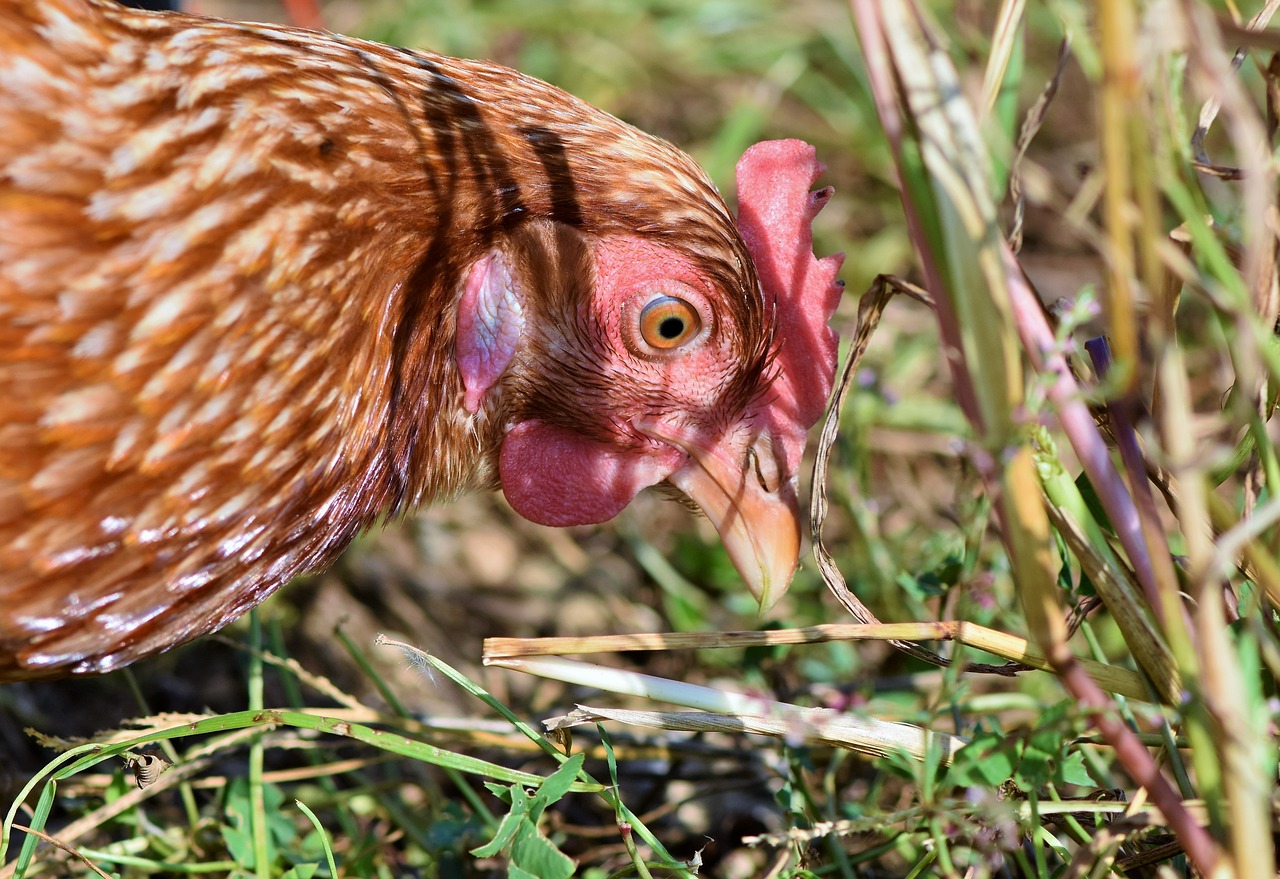 A hen eating