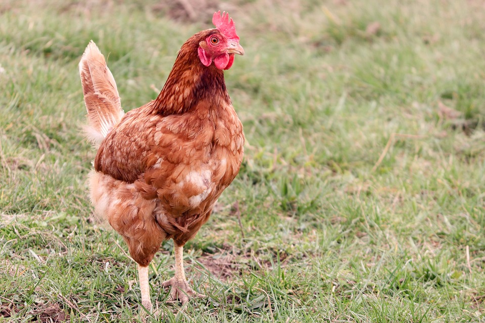 A red laying hen standing in a yard