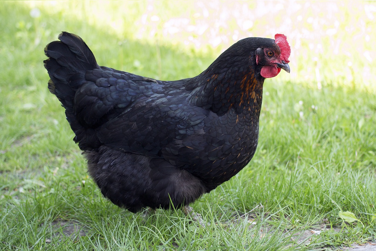 A black hen