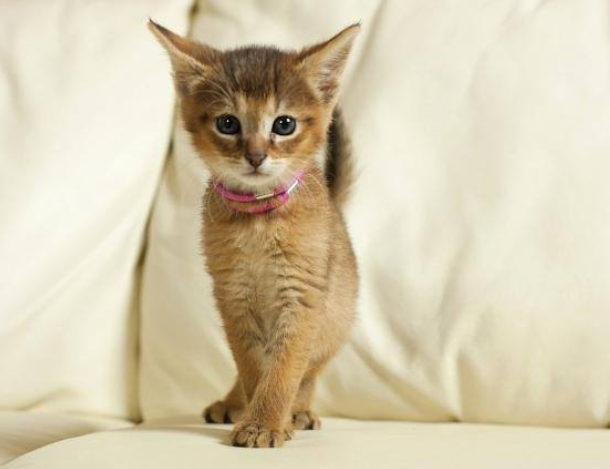 An adorable Chausie kitten