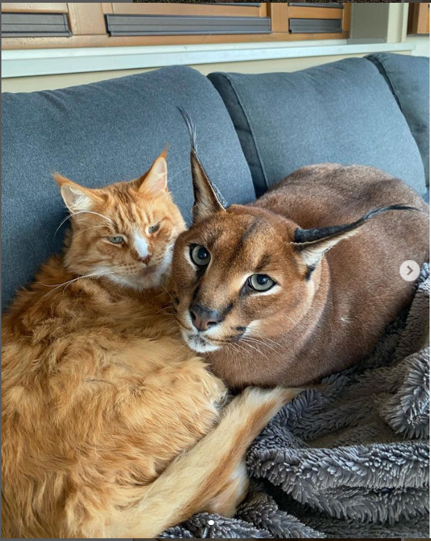 Pumba Caracal and a Maine Coon cat