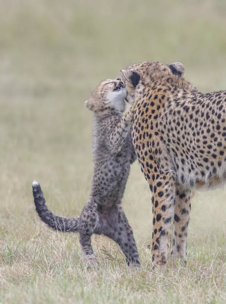 A mother Cheetah playing with her cub
