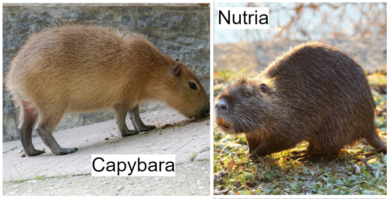 a Nutria vs a Capybara