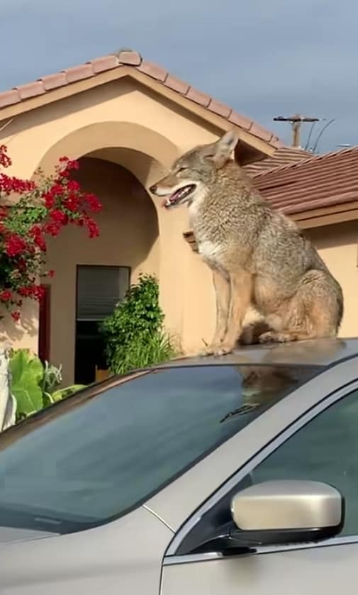 A Coyote sitting on a car in Arizona