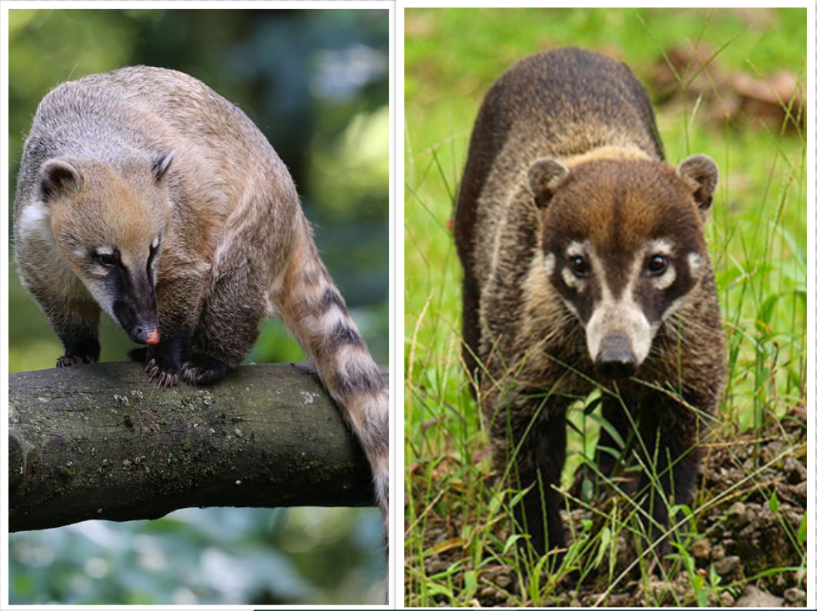 2 Coatimundis