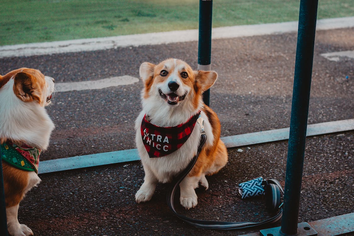 Two Pembroke welsh corgis