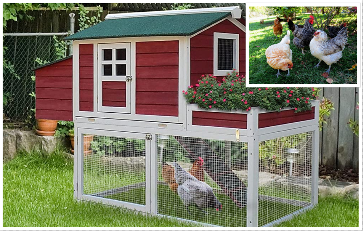 Backyard Chickens in Alabama