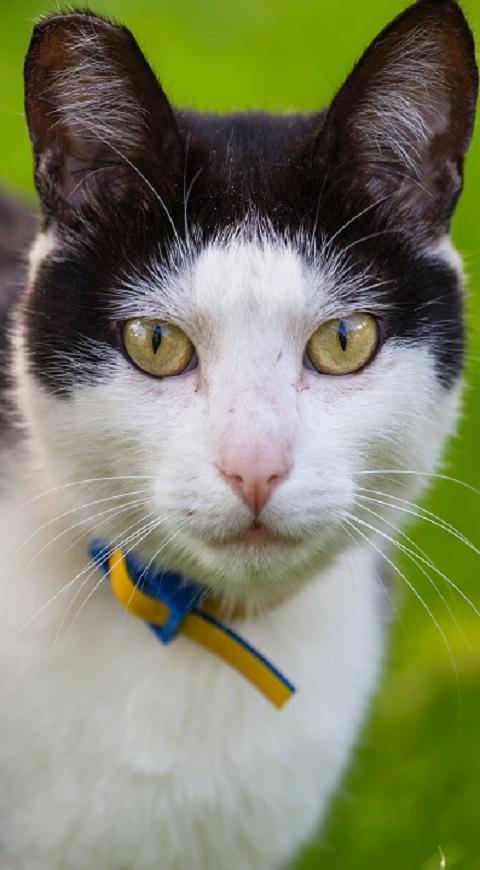 Creme Puff - Oldest Cat Ever