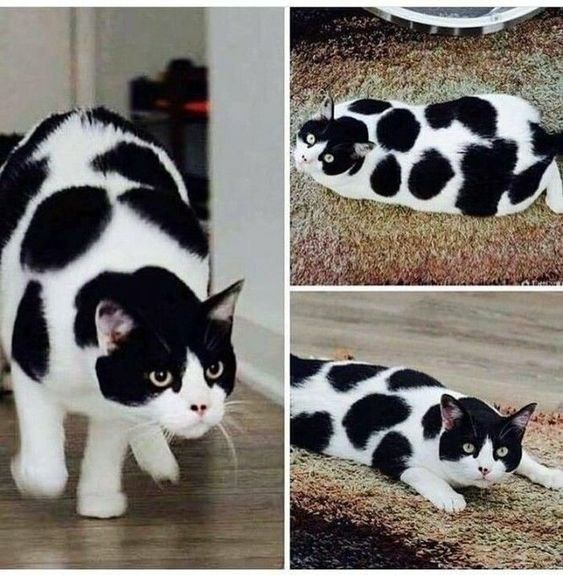 A cat that looks like a cow