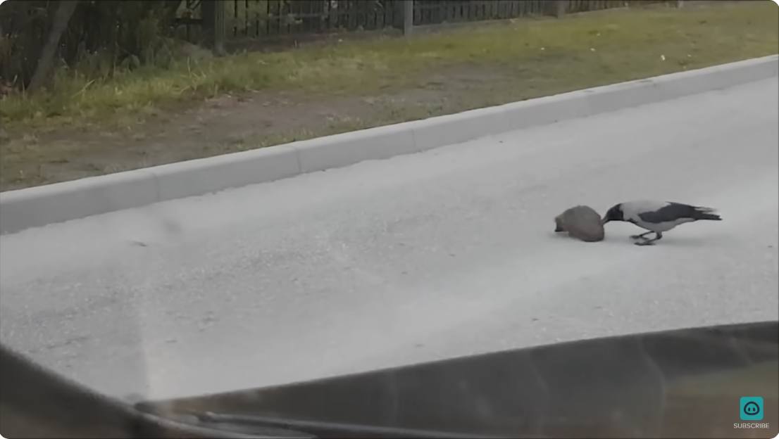 A crow helping a hedgehog cross the road