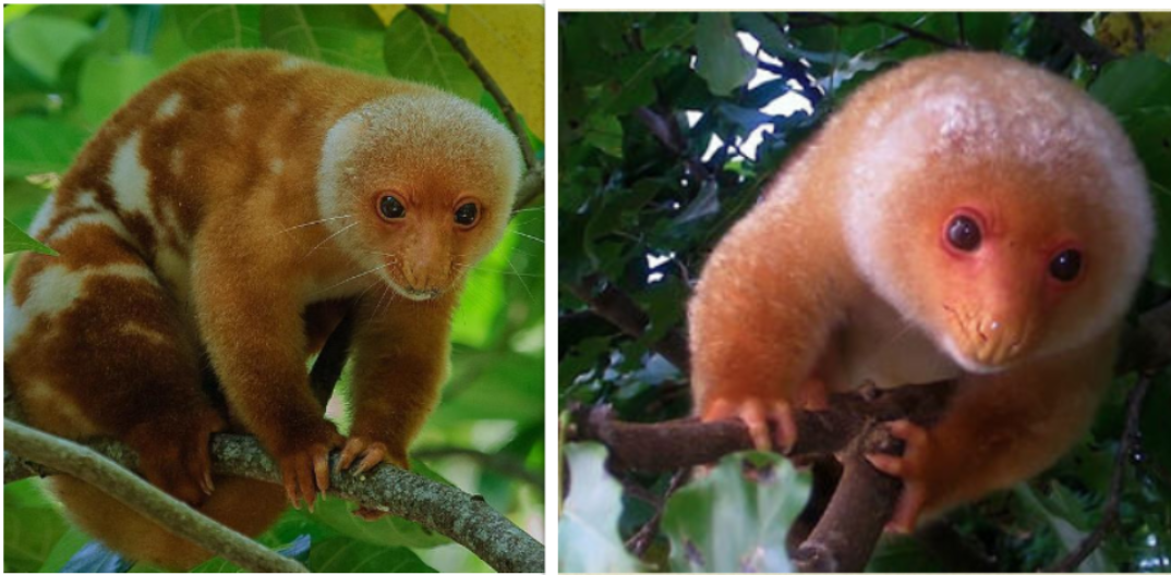 Common Spotted Cuscus in a tree