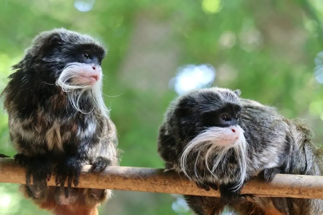 two tamarin monkeys