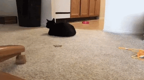 Cat gif