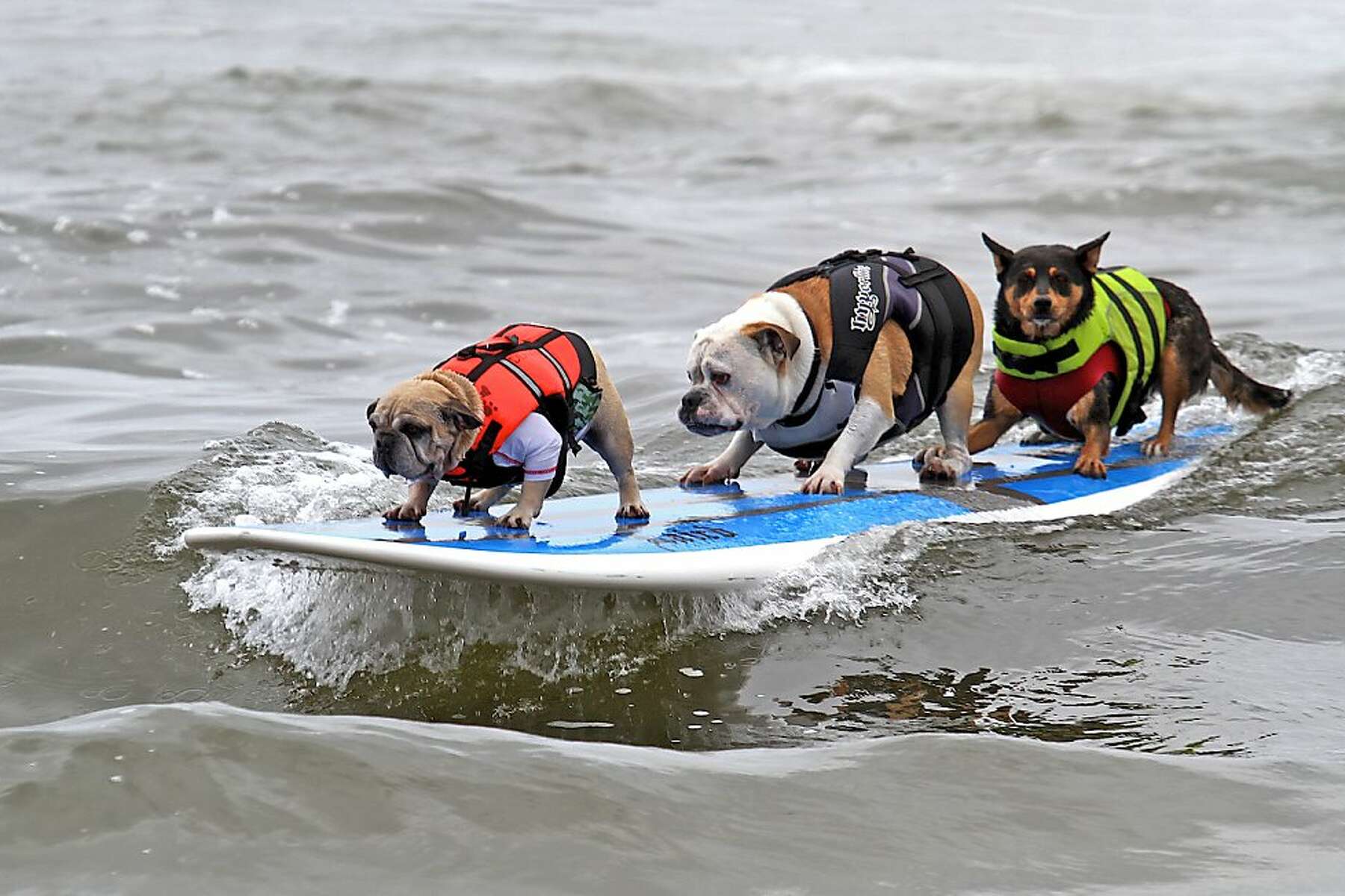 Pet-Friendly Cities in California