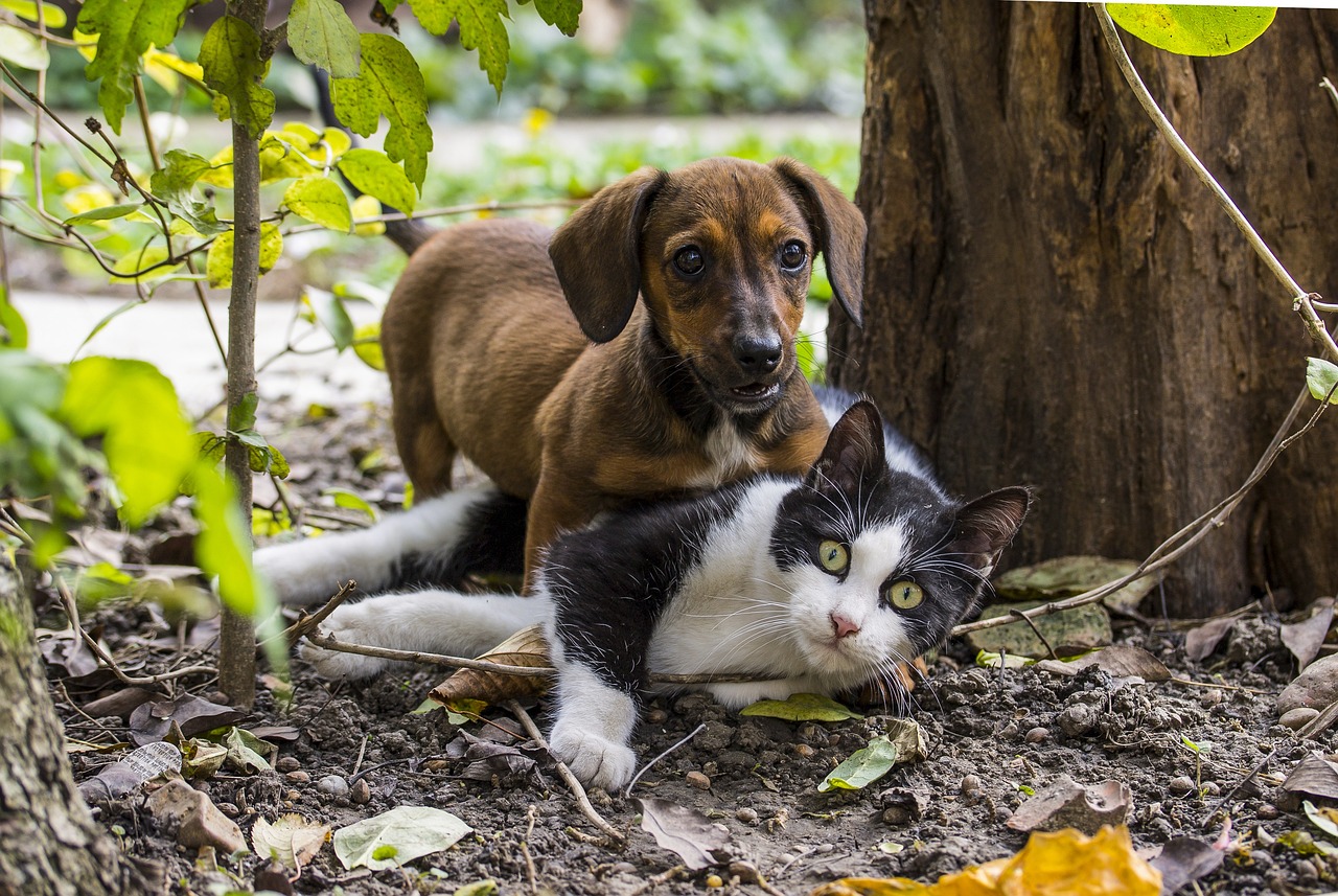 A dog playing with a cat
