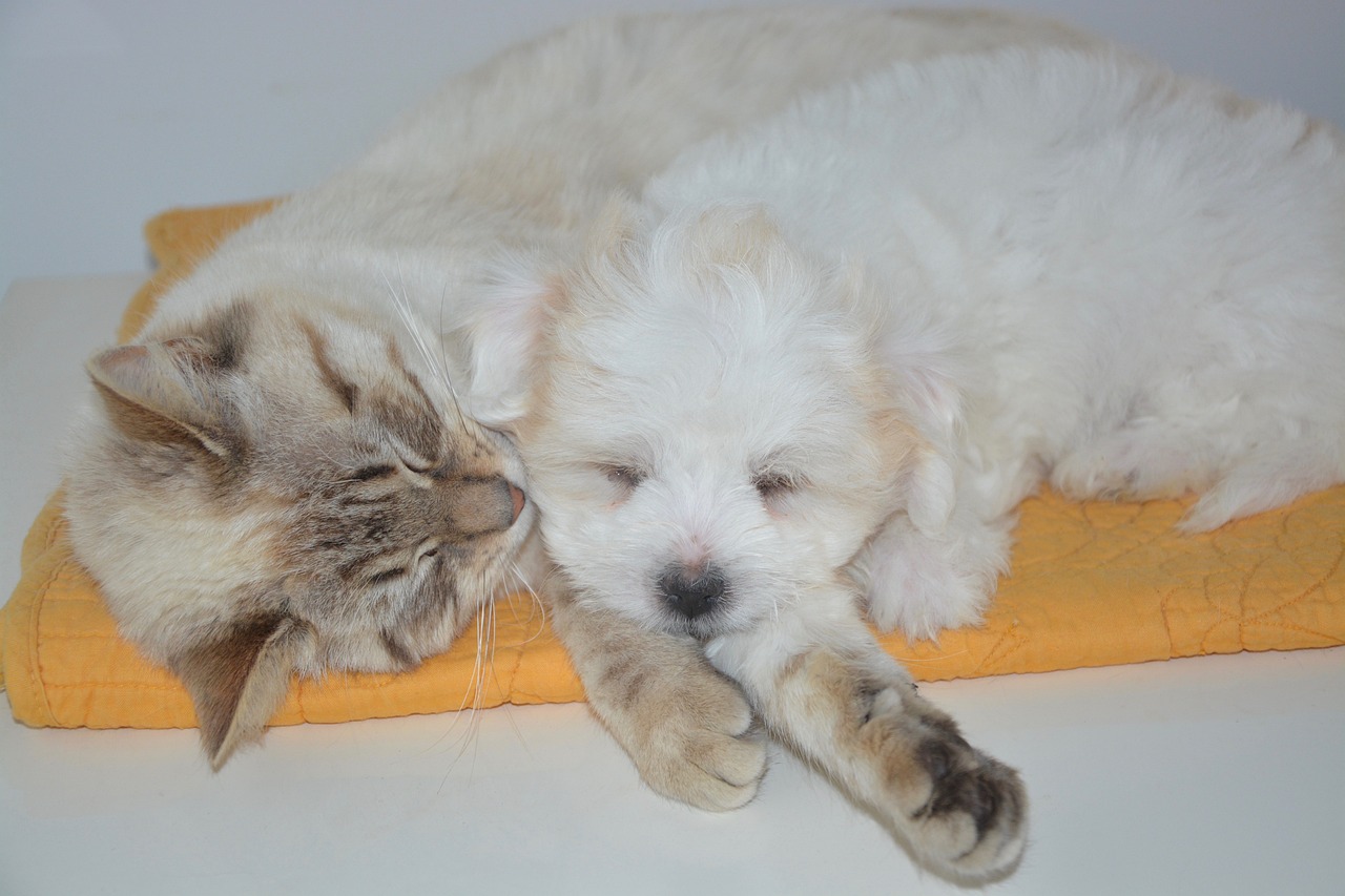 A puppy sleeping next to a cat