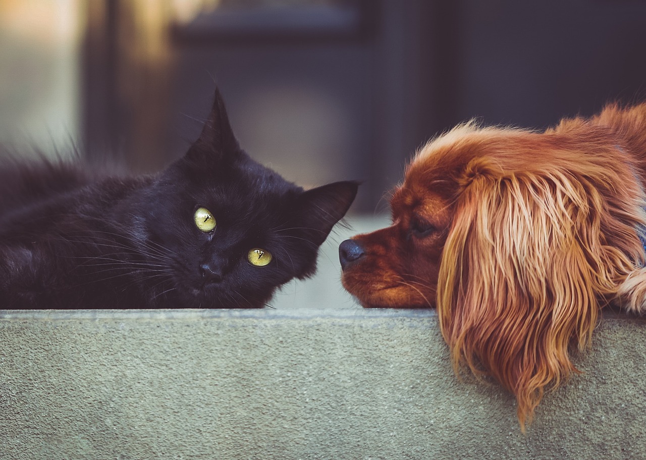A black cat and a red dog