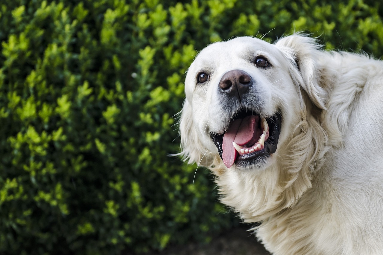 A happy Golden retriever