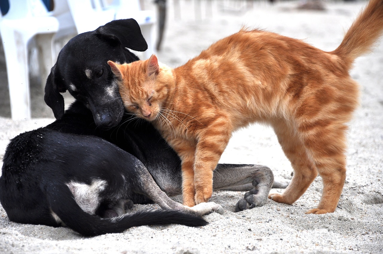 A black dog and an orange cat