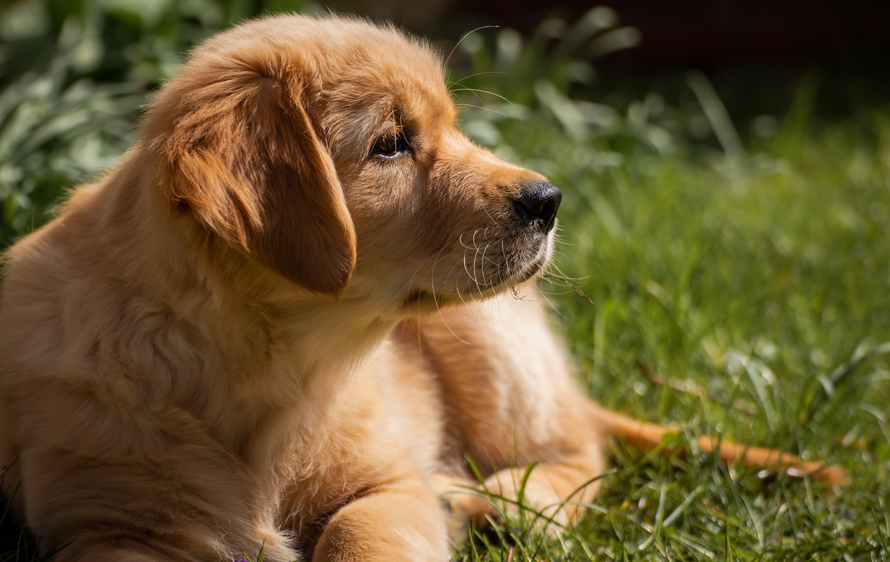 A Golden retriever puppy