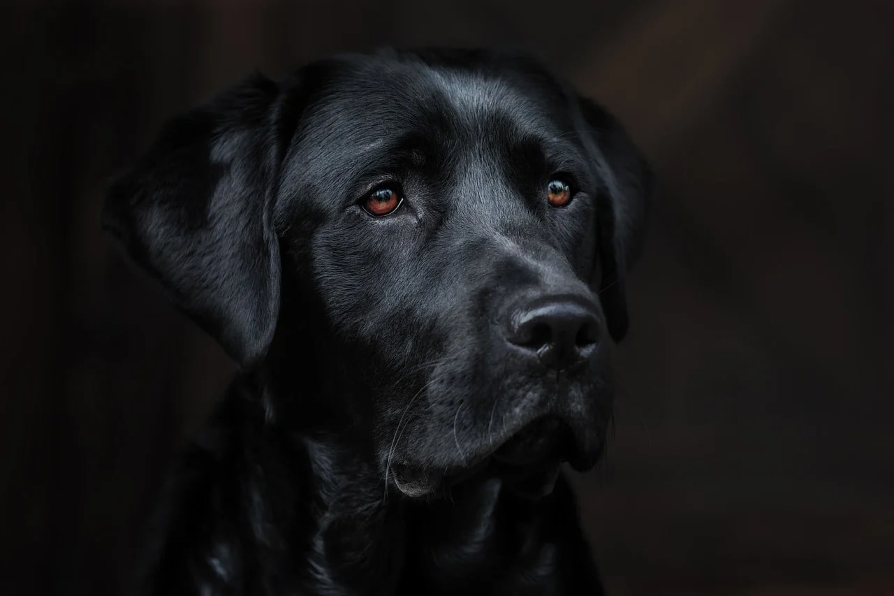 A black Labrador Retriever
