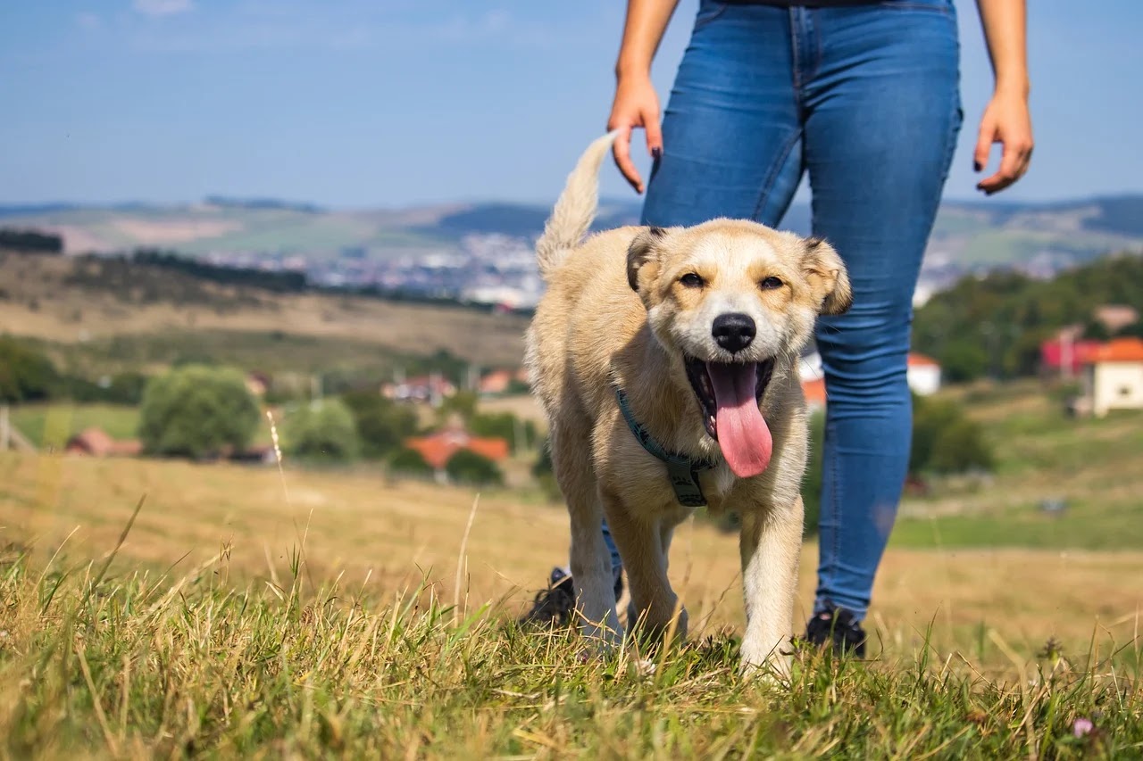 A pet sitter walking a dog